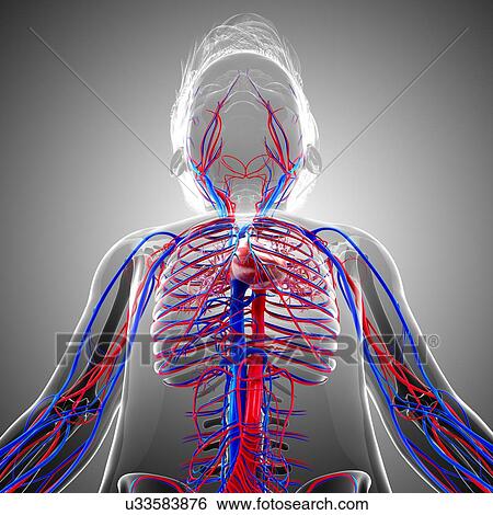 Human cardiovascular system, artwork View Large Illustration Stock Illustration - Human cardiovascular system, artwork. Fotosearch