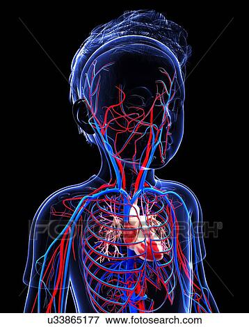 Human cardiovascular system, artwork View Large Illustration Stock Illustration - Human cardiovascular system, artwork. Fotosearch