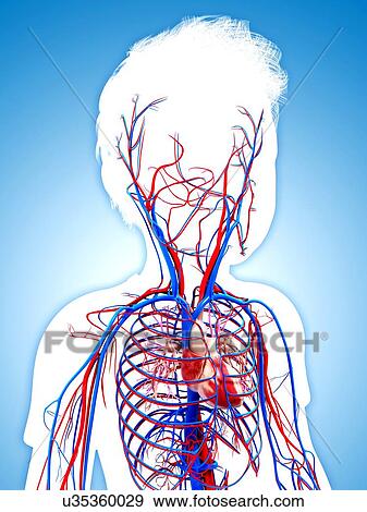 Stock Illustration - Human cardiovascular system, artwork. Fotosearch