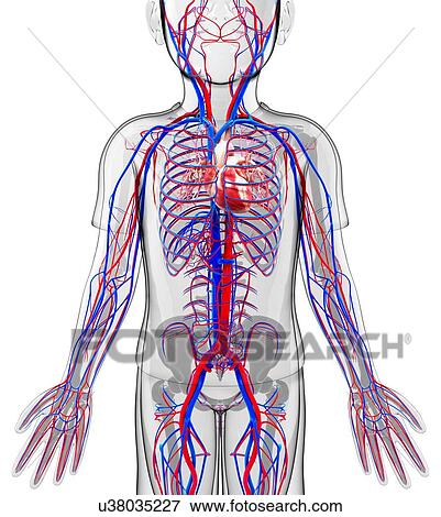 Stock Illustration - Human cardiovascular system, artwork. Fotosearch