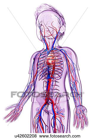Stock Illustration - Human cardiovascular system, artwork. Fotosearch