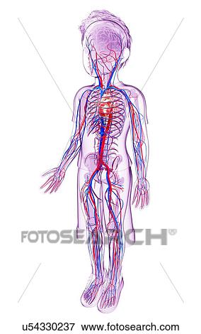 Stock Illustration - Human cardiovascular system, artwork. Fotosearch