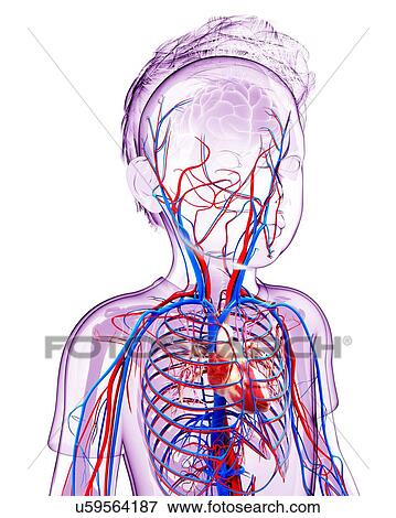 Stock Illustration - Human cardiovascular system, artwork. Fotosearch