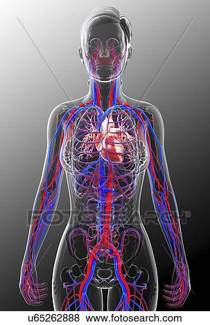 Human cardiovascular system, artwork View Large Illustration Stock Illustration - Human cardiovascular system, artwork. Fotosearch