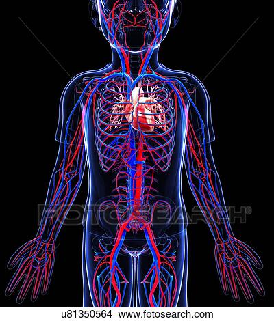 Human cardiovascular system, artwork View Large Illustration Stock Illustration - Human cardiovascular system, artwork. Fotosearch