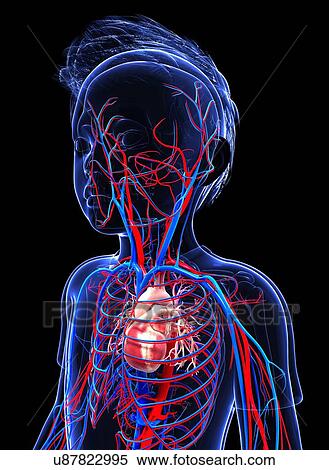 Stock Illustration - Human cardiovascular system, artwork. Fotosearch