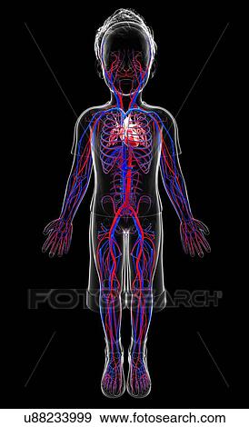 Stock Illustration - Human cardiovascular system, artwork. Fotosearch