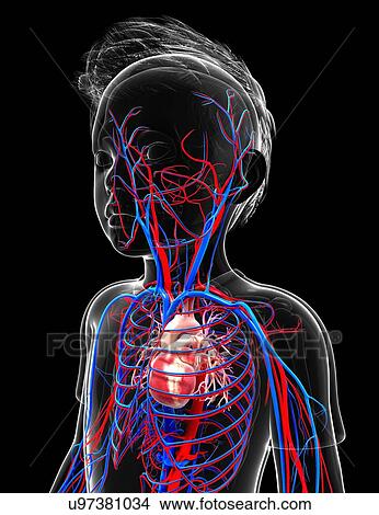Human cardiovascular system, artwork View Large Illustration Stock Illustration - Human cardiovascular system, artwork. Fotosearch