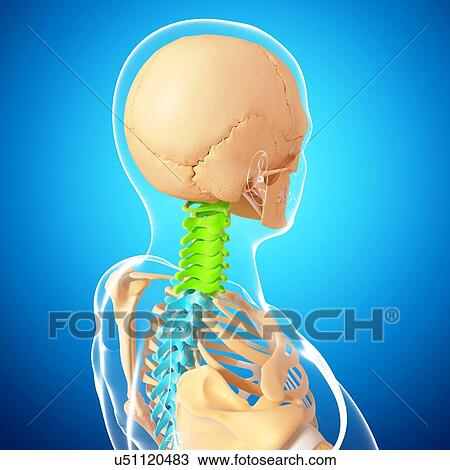 Drawing - Human cervical spine, artwork. Fotosearch