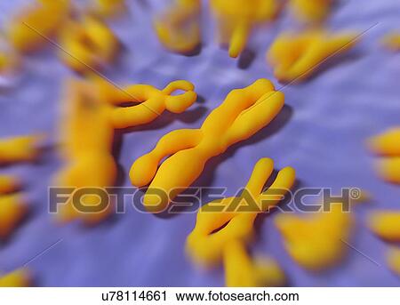 Human Chromosomes, artwork View Large Illustration Clip Art - Human Chromosomes, artwork. Fotosearch