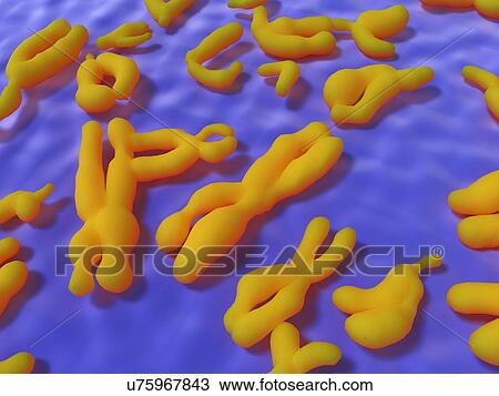 Drawing - Human Chromosomes, artwork. Fotosearch