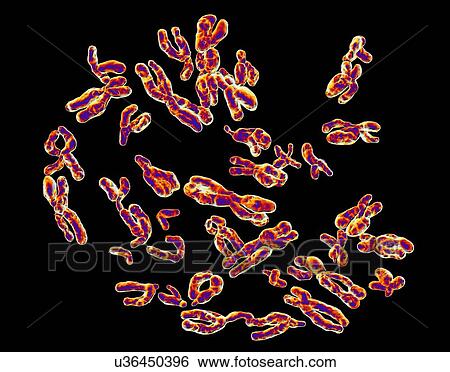 Human Chromosomes, artwork View Large Illustration Stock Illustration - Human Chromosomes, artwork. Fotosearch