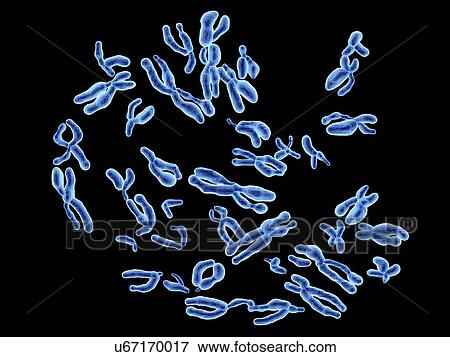 Human Chromosomes, artwork View Large Illustration Stock Illustration - Human Chromosomes, artwork. Fotosearch