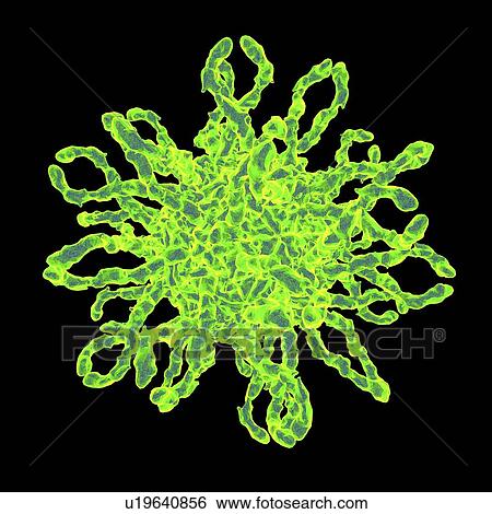 Human coxsackievirus, artwork View Large Illustration Stock Illustration - Human coxsackievirus, artwork. Fotosearch