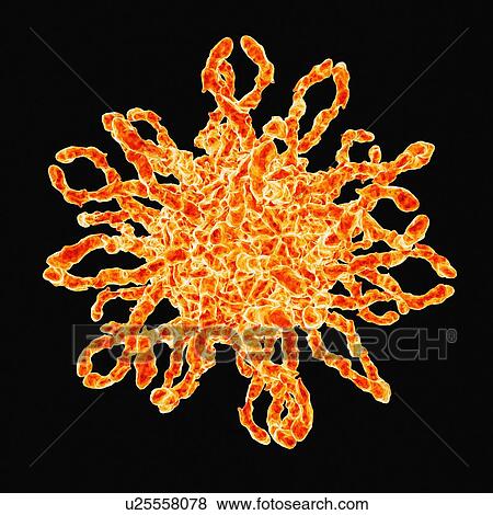 Human coxsackievirus, artwork View Large Illustration Stock Illustration - Human coxsackievirus, artwork. Fotosearch