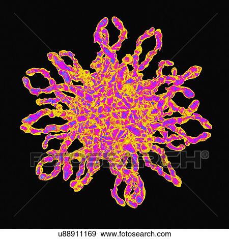 Stock Illustration - Human coxsackievirus, artwork. Fotosearch