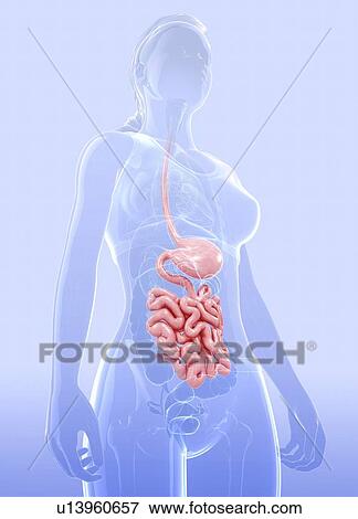 Stock Illustration - Human digestive system, artwork. Fotosearch