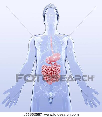 Human digestive system, artwork View Large Illustration Stock Illustration - Human digestive system, artwork. Fotosearch