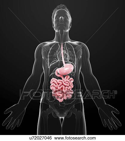 Human digestive system, artwork View Large Illustration Stock Illustration - Human digestive system, artwork. Fotosearch
