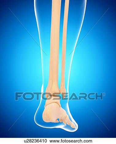 Human foot bones, artwork View Large Illustration Clipart - Human foot bones, artwork. Fotosearch