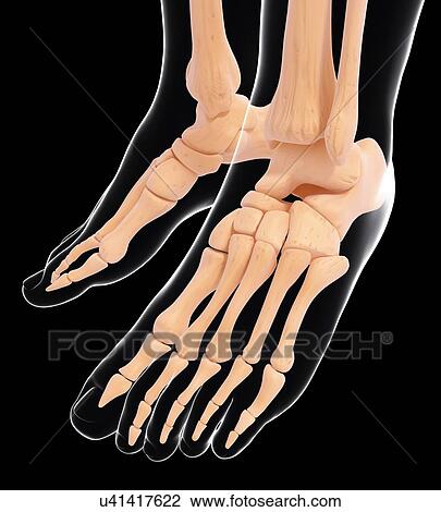 Drawing - Human foot bones, artwork. Fotosearch