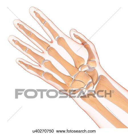 Human hand anatomy, artwork View Large Illustration Clipart - Human hand anatomy, artwork. Fotosearch