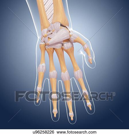 Human hand anatomy, artwork View Large Illustration Stock Illustration - Human hand anatomy, artwork. Fotosearch