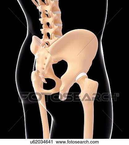 Clip Art - Human hip joint, artwork. Fotosearch