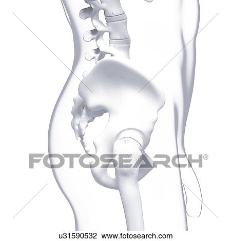 Drawing - Human hip joint, artwork. Fotosearch