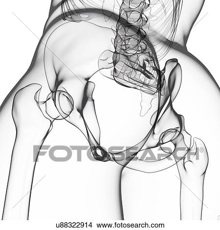 Human hip joint, artwork View Large Illustration Stock Illustration - Human hip joint, artwork. Fotosearch