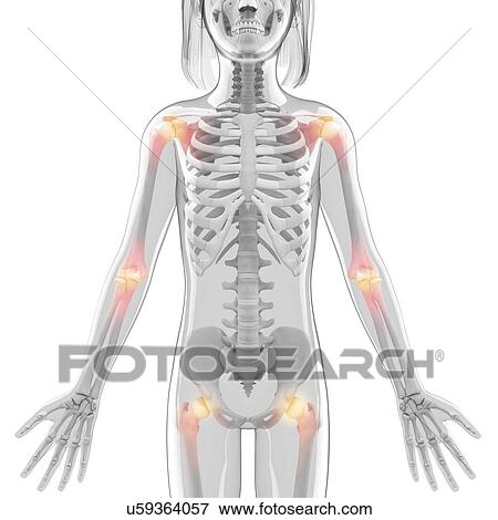 Stock Illustration - Human joints, artwork. Fotosearch