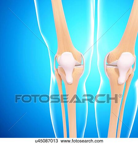 Human knee joints, artwork View Large Illustration Drawing - Human knee joints, artwork. Fotosearch
