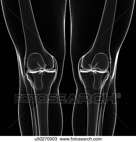 Human knees, artwork View Large Illustration Drawing - Human knees, artwork. Fotosearch