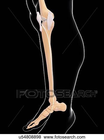 Human leg and foot bones, artwork View Large Illustration Stock Illustration - Human leg and foot bones, artwork. Fotosearch