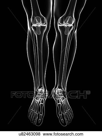 Stock Illustration - Human leg and foot bones, artwork. Fotosearch