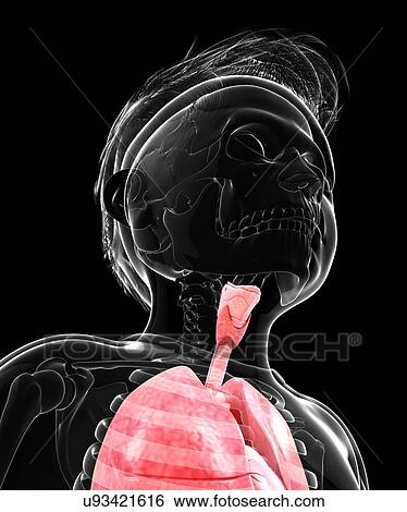 Human lungs and trachea, artwork View Large Illustration Stock Illustration - Human lungs and trachea, artwork. Fotosearch