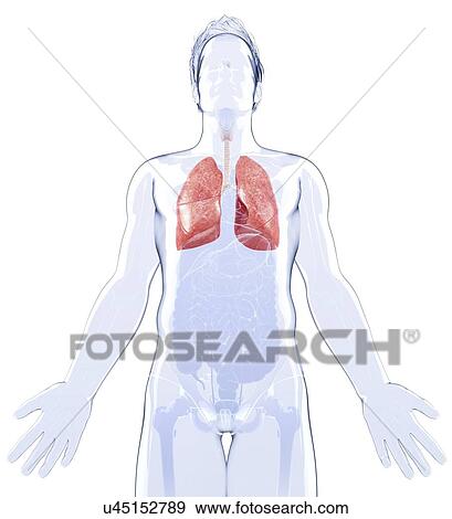 Human lungs, artwork View Large Illustration Stock Illustration - Human lungs, artwork. Fotosearch