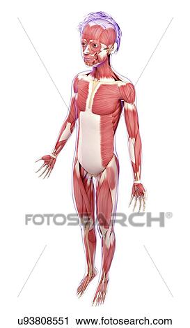 Clip Art - Human muscular system, artwork. Fotosearch