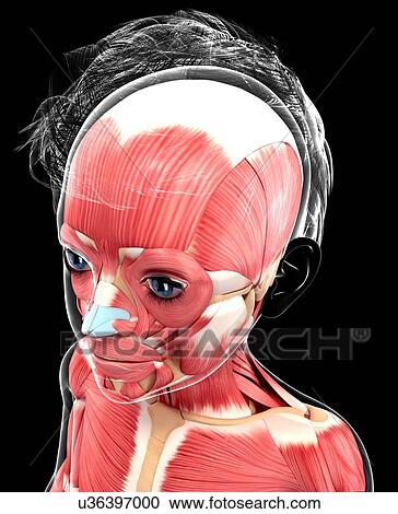 Clipart - Human muscular system, artwork. Fotosearch