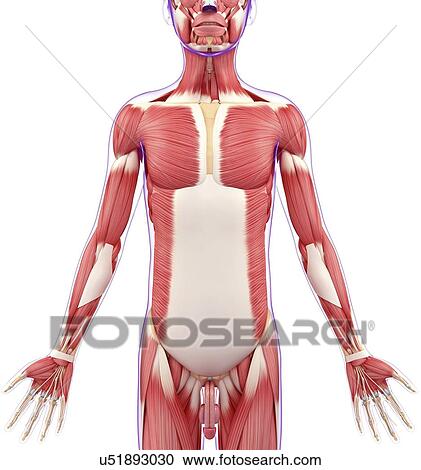 Clipart - Human muscular system, artwork. Fotosearch