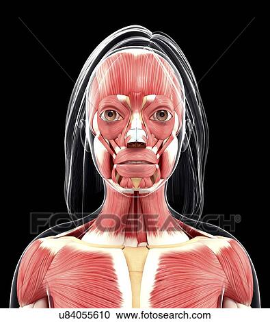 Human muscular system, artwork View Large Illustration Clipart - Human muscular system, artwork. Fotosearch