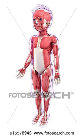 Drawing - Human muscular system, artwork. Fotosearch