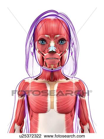 Human muscular system, artwork View Large Illustration Drawing - Human muscular system, artwork. Fotosearch