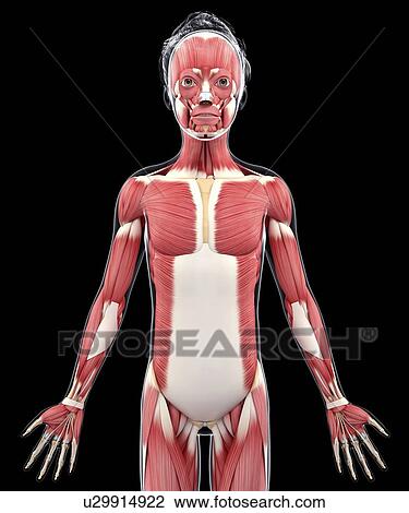 Human muscular system, artwork View Large Illustration Drawing - Human muscular system, artwork. Fotosearch