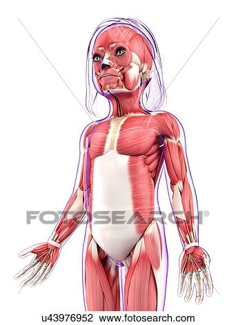 Drawing - Human muscular system, artwork. Fotosearch