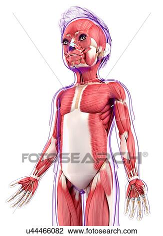 Drawing - Human muscular system, artwork. Fotosearch