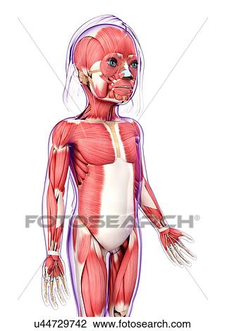 Human muscular system, artwork View Large Illustration Drawing - Human muscular system, artwork. Fotosearch