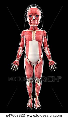 Drawing - Human muscular system, artwork. Fotosearch