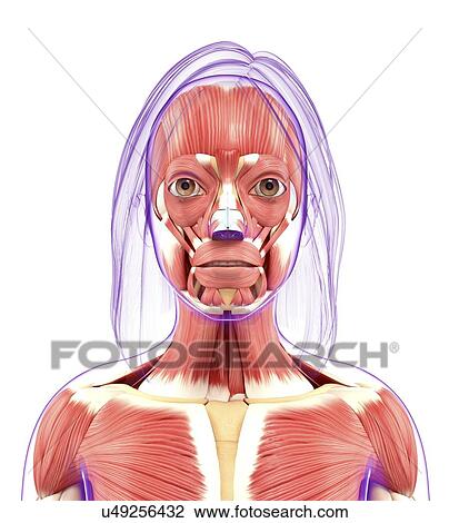 Drawing - Human muscular system, artwork. Fotosearch