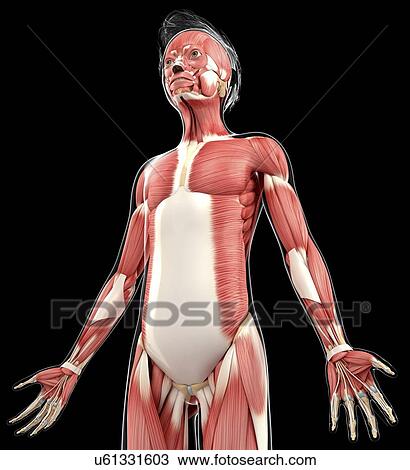 Human muscular system, artwork View Large Illustration Drawing - Human muscular system, artwork. Fotosearch